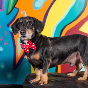 Fundraising Page: Brenda Harren